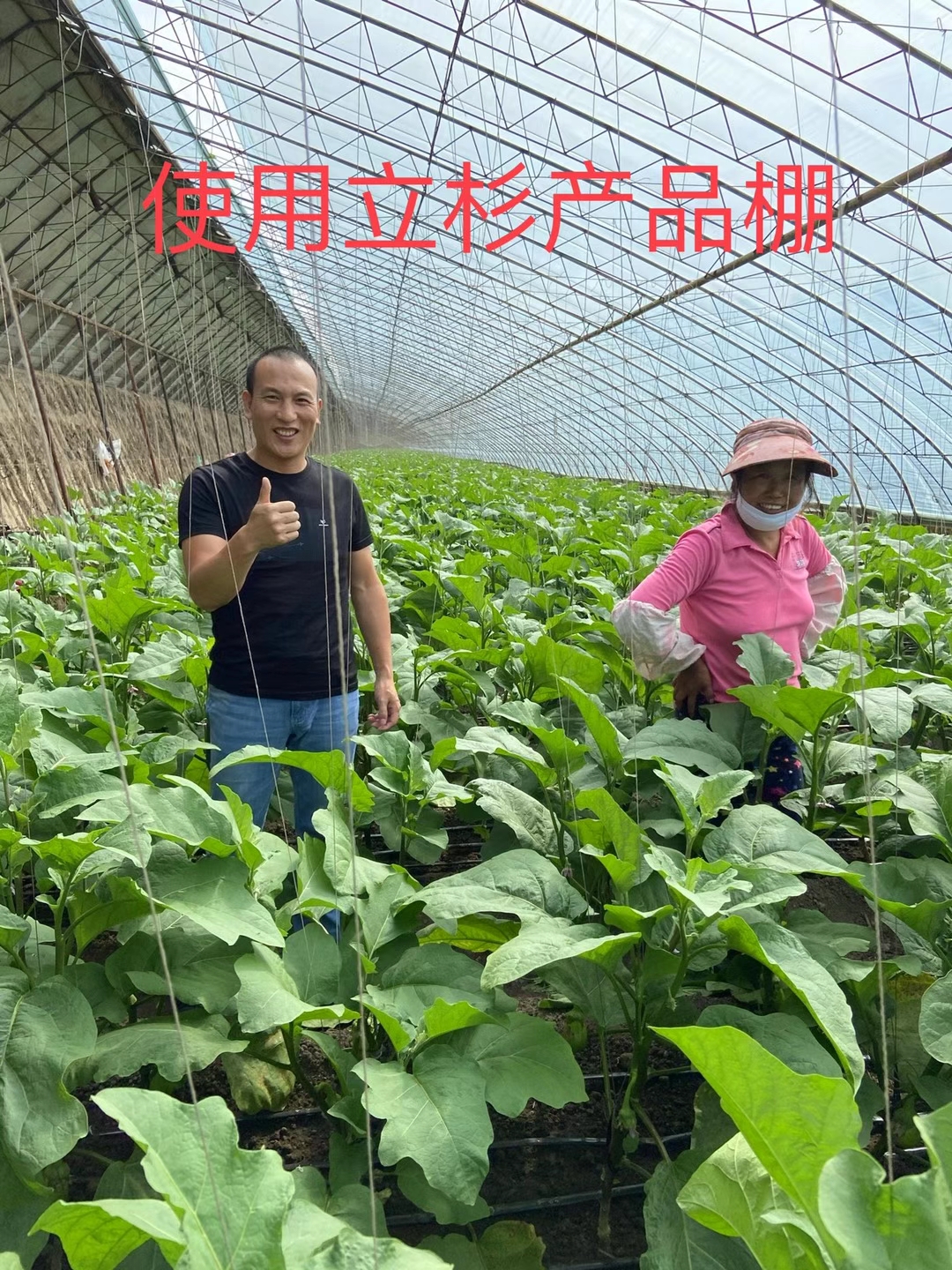 <a href=http://www.qduobao.cn target=_blank class=infotextkey>上海立杉</a>水溶肥在北方暖棚茄子上的效果反饋2