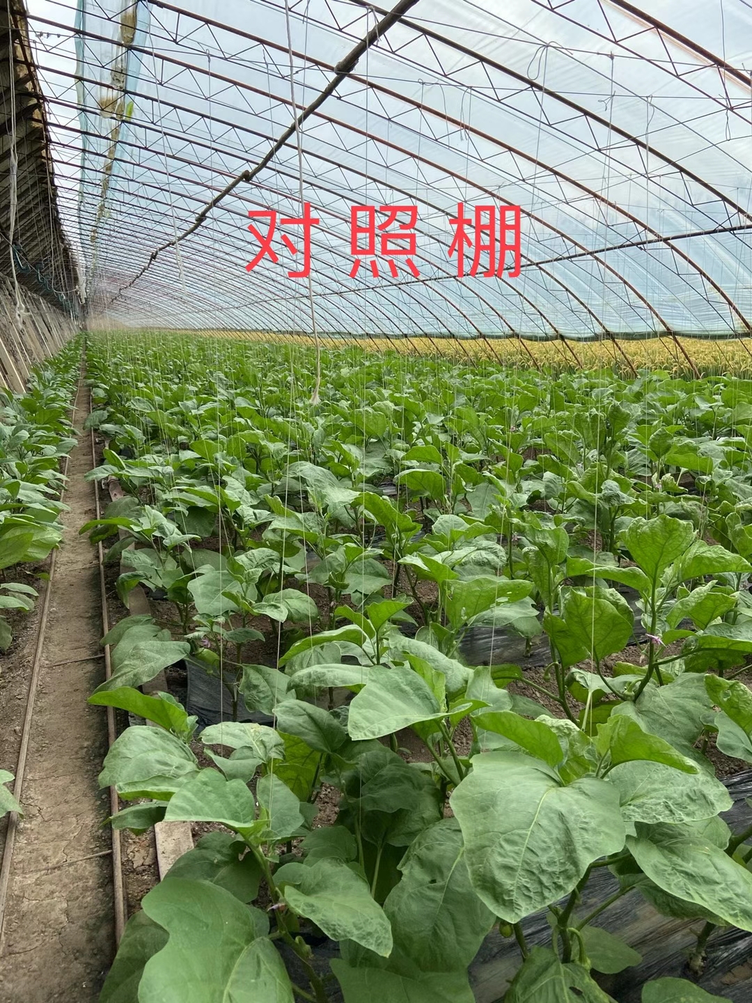 <a href=http://www.qduobao.cn target=_blank class=infotextkey>上海立杉</a>水溶肥在北方暖棚茄子上的效果反饋3