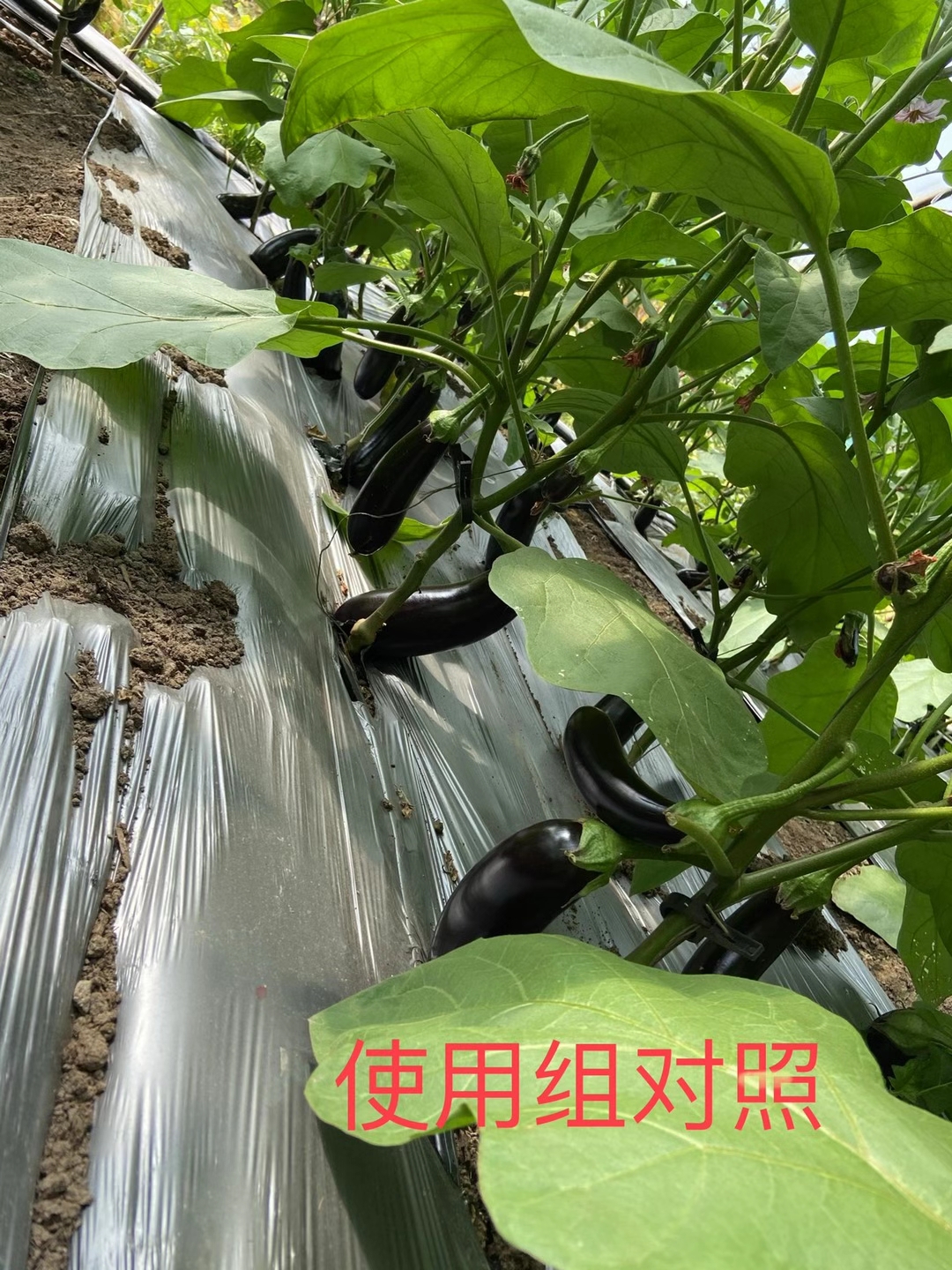 <a href=http://www.qduobao.cn target=_blank class=infotextkey>上海立杉</a>水溶肥在北方暖棚茄子上的效果反饋5