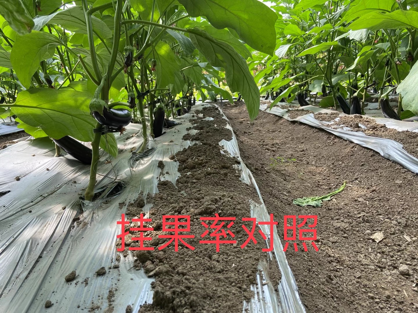 <a href=http://www.qduobao.cn target=_blank class=infotextkey>上海立杉</a>水溶肥在北方暖棚茄子上的效果反饋4