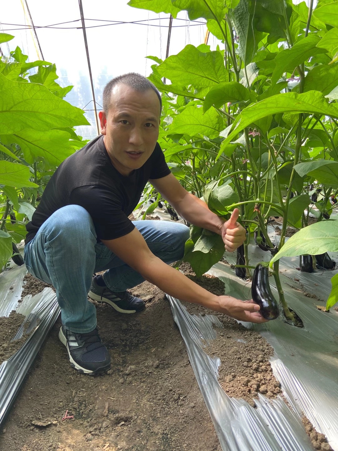 <a href=http://www.qduobao.cn target=_blank class=infotextkey>上海立杉</a>水溶肥在北方暖棚茄子上的效果反饋6